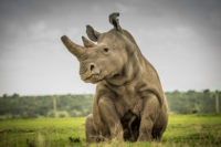 This image of Fatu, Sudan's granddaughter and one the last two remaining northern white rhino on the savannah, is also available in the print sale.