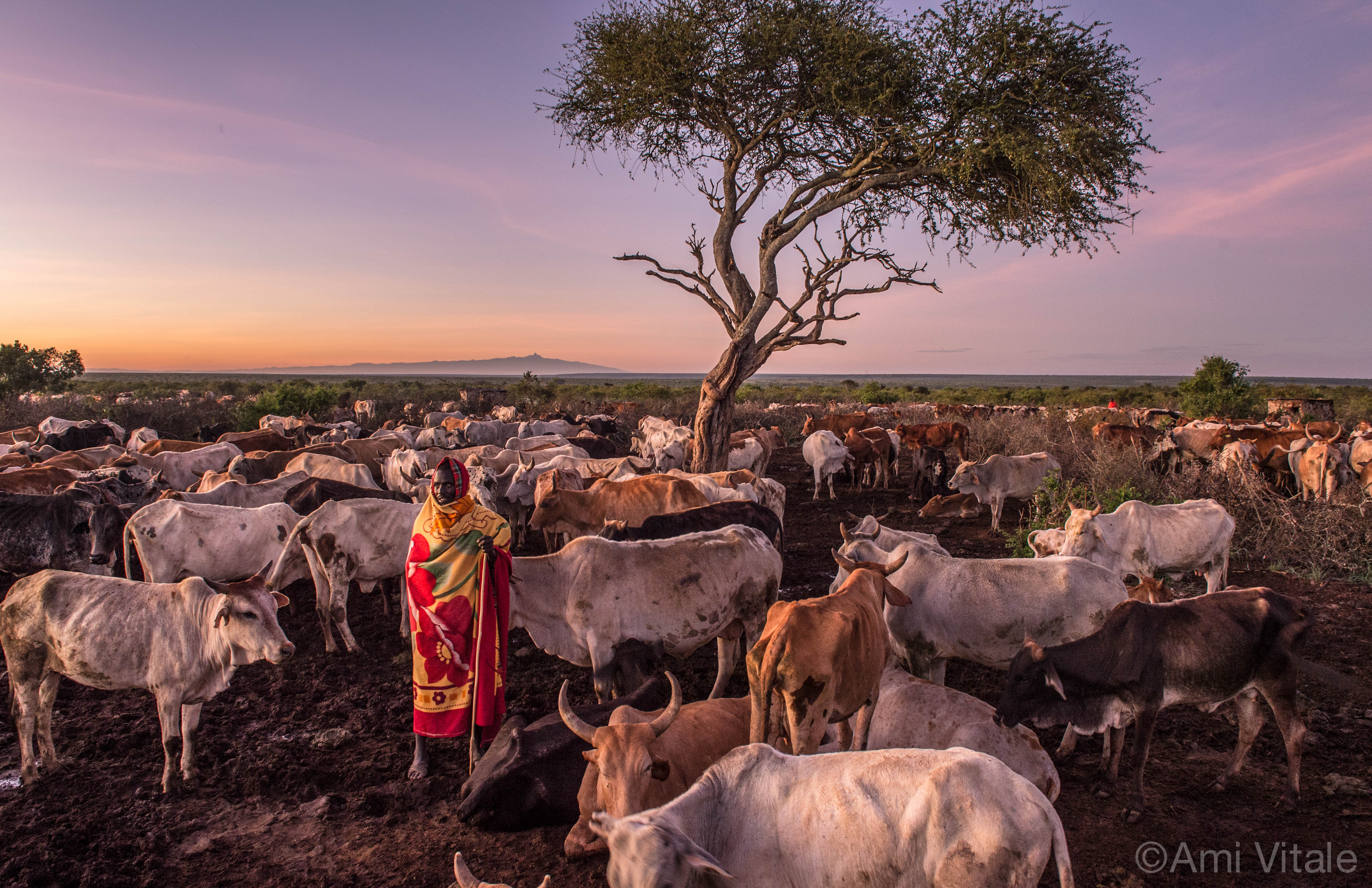 Loisaba Kenya cattle driver