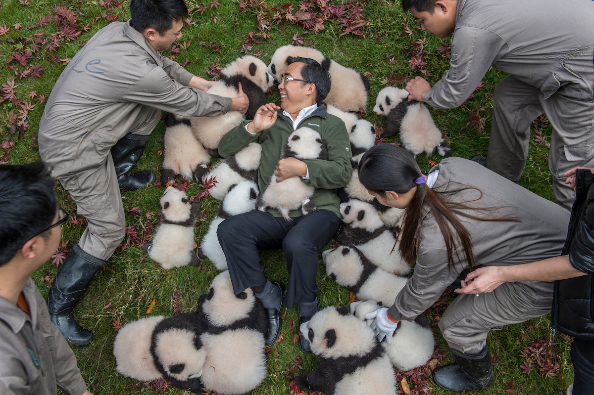 Zhang Hemin papa panda