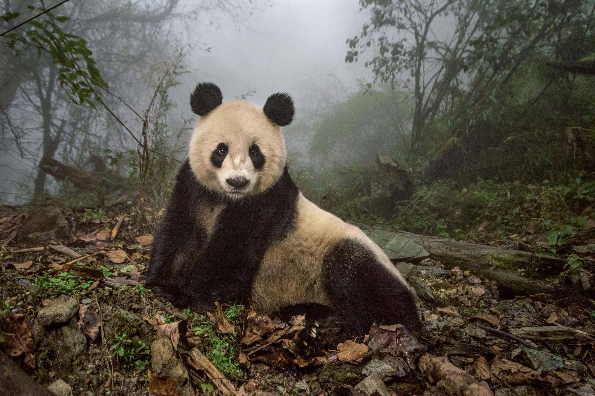 Rewilding Pandas in China feature