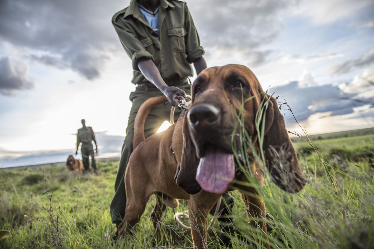 tracker dog