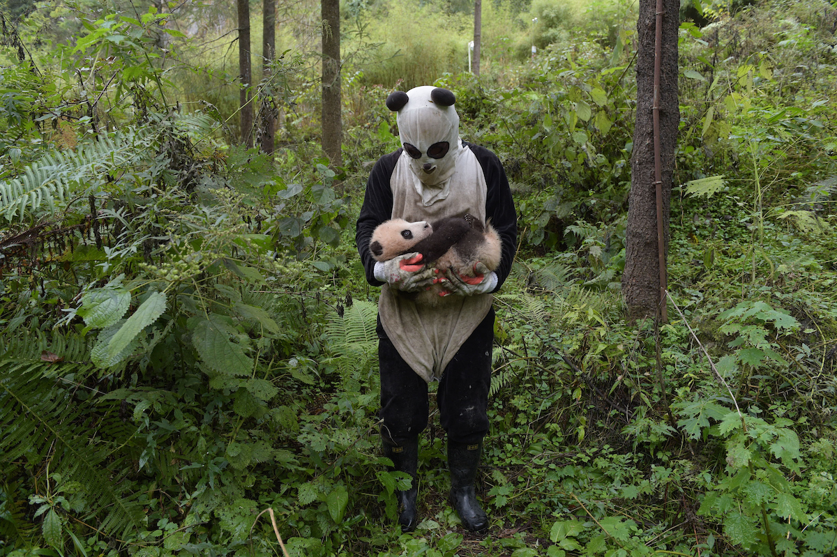 panda keeper health check