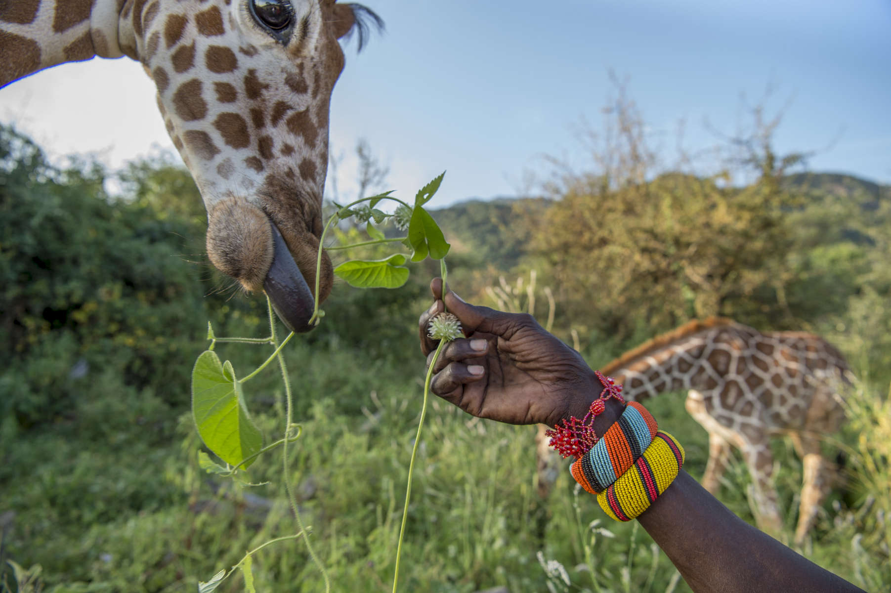 Reticulated giraffe at Sarara Camp