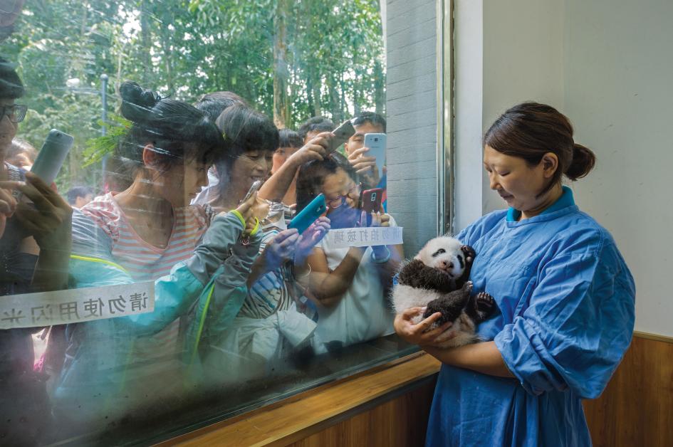 Panda keeper holding panda