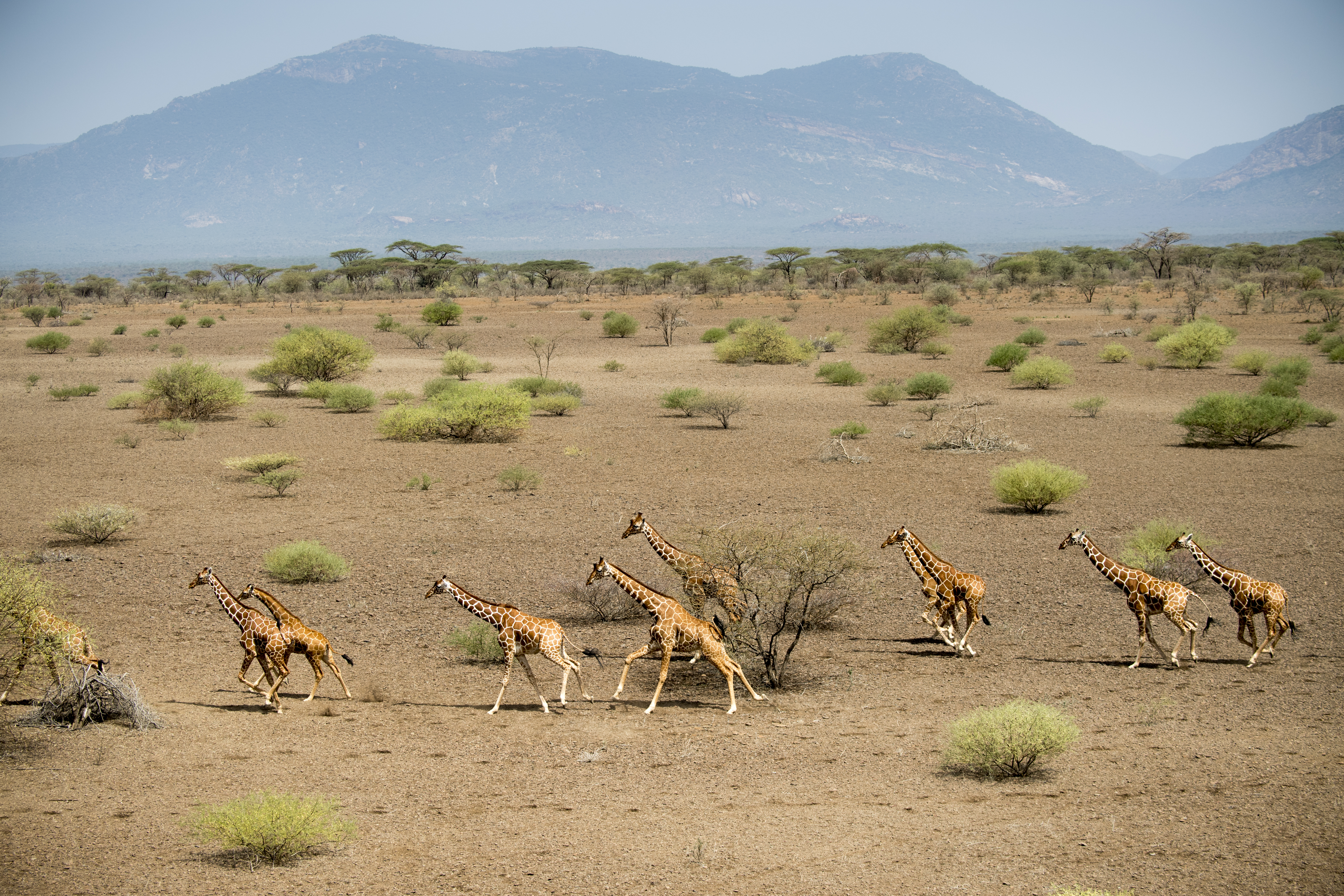 Tower of giraffe in Kenya