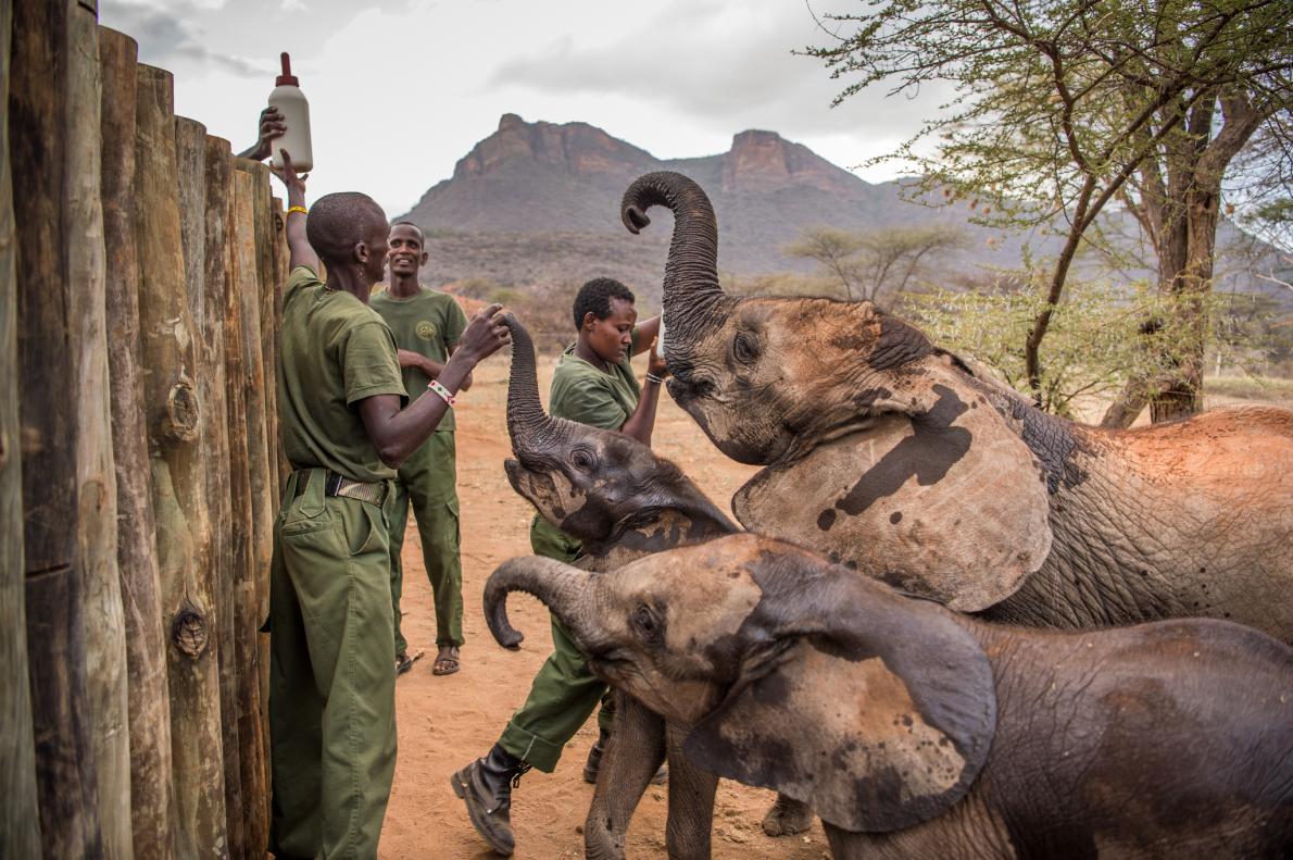 Keepers feed elephants at Reteti