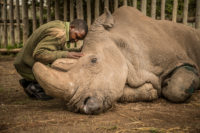 A wildlife ranger comforts Sudan, the last living male Northern White Rhino left on the planet