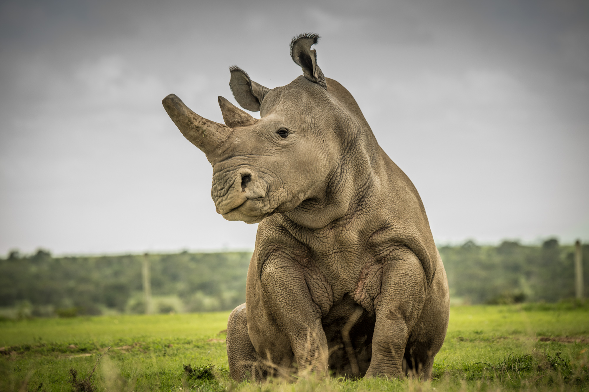  The Last Northern White Rhino On The Savannah