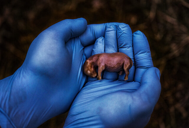 National Geographic Pictures of the Year