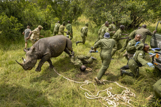 Black Rhino Revival